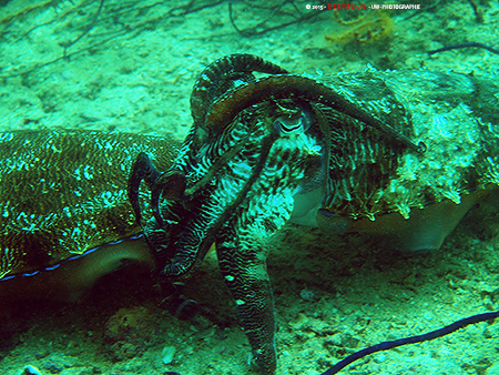 cuttlefish