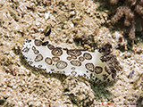 Nacktschnecke