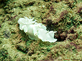 Nacktschnecke