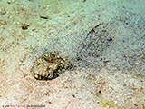 Krokodilfisch