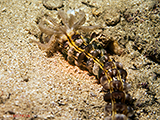 Sporpionfish